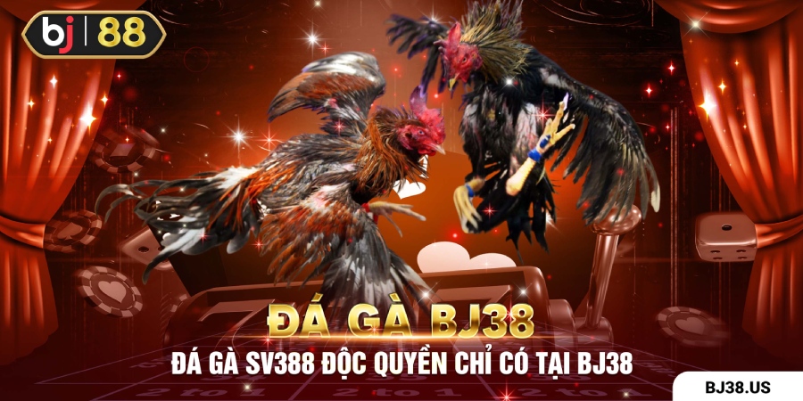 Đá gà trực tiếp độc quyền SV388 Việt Nam
